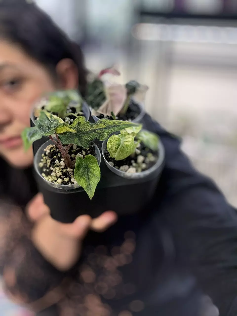 3” self watering system with cups thumbnail