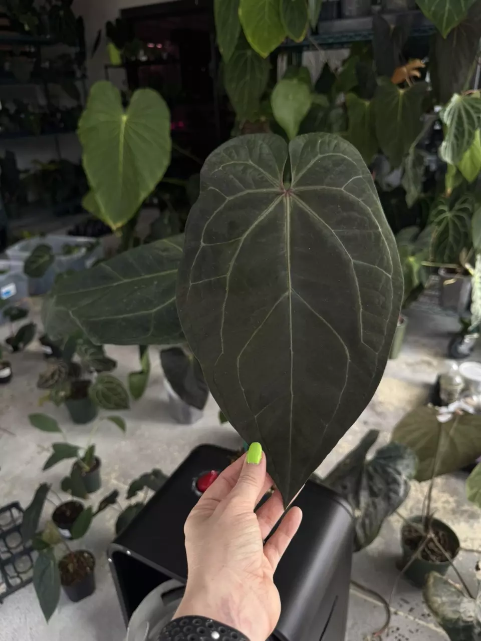 anthurium AOS D x Michelle Zara thumbnail