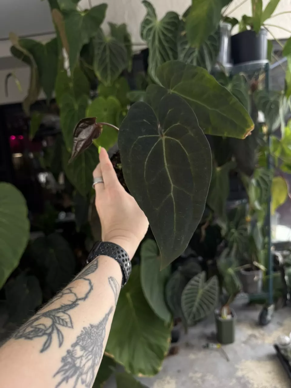 anthurium AOS x Pap thumbnail