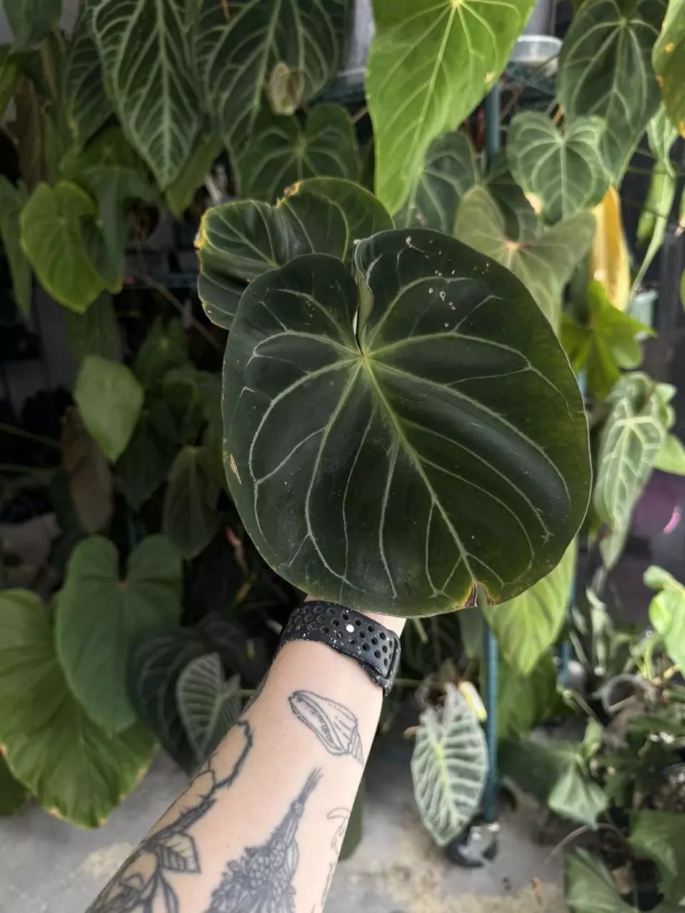 anthurium KOS x self thumbnail