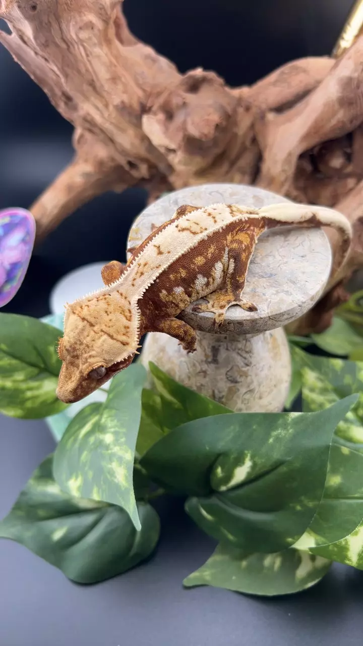 red n cream drippy female juvenile lizard magic prod thumbnail