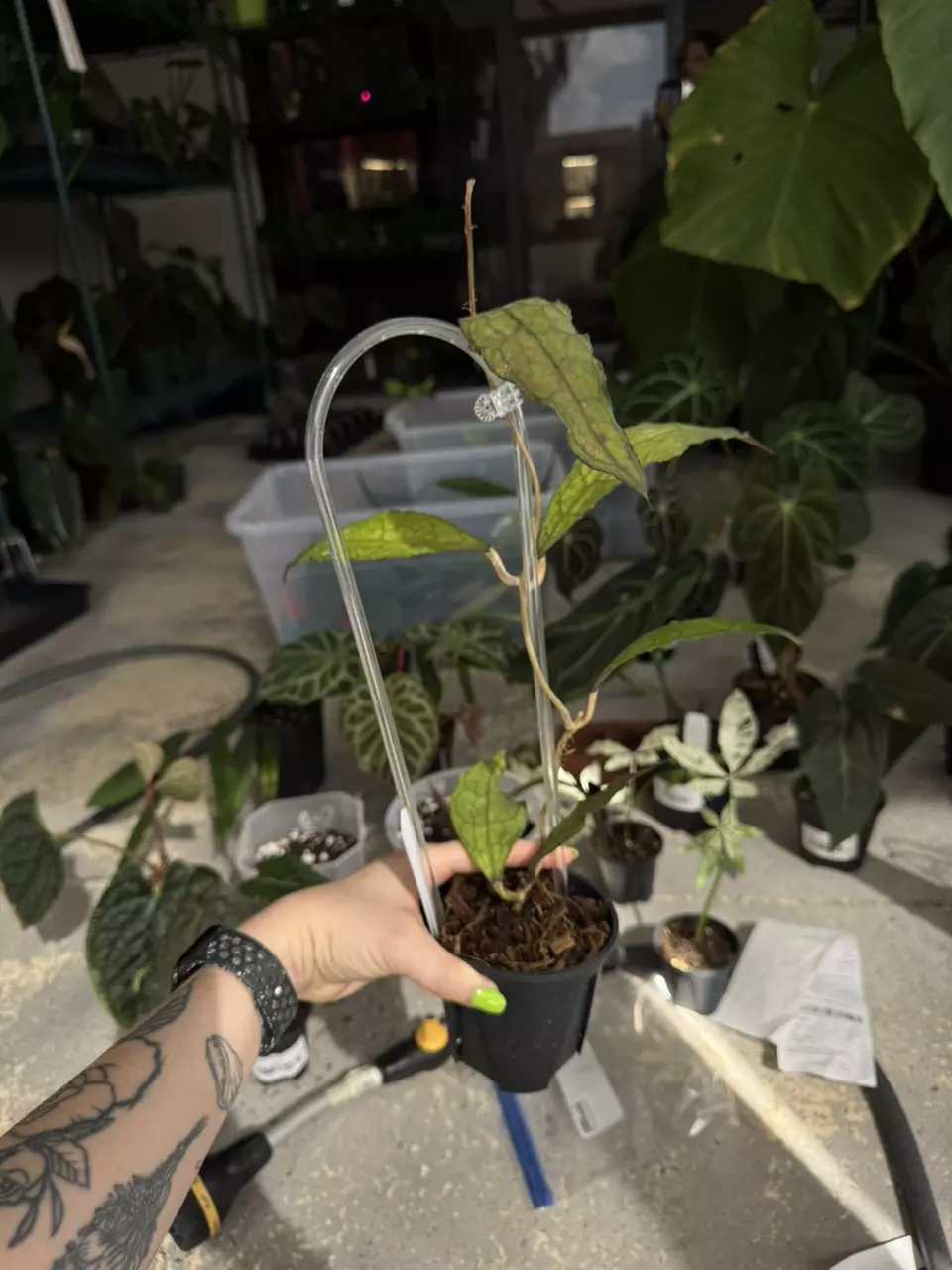 Hoya clemensiorum thumbnail