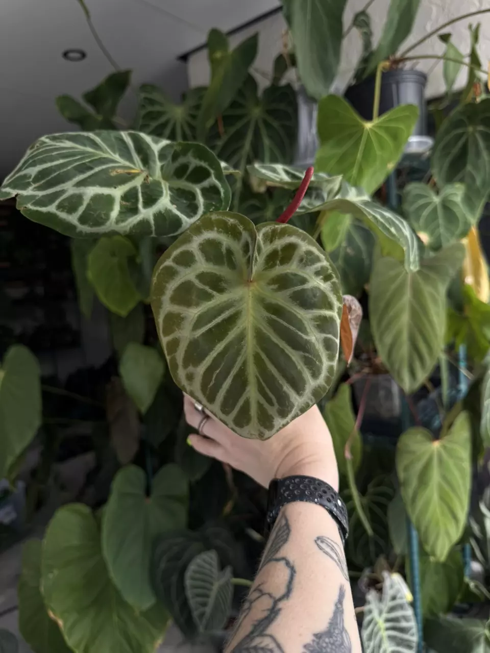 Anthurium RC KOS x RC Dory thumbnail