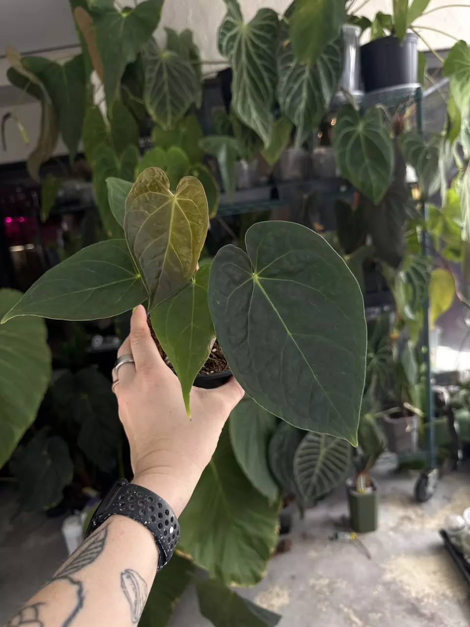 anthurium Dorayaki x Lux thumbnail