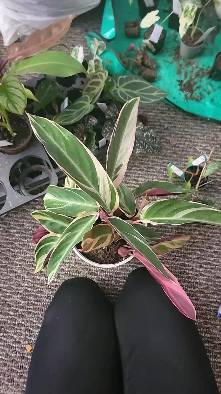 stromanthe triostar 6" specific thumbnail