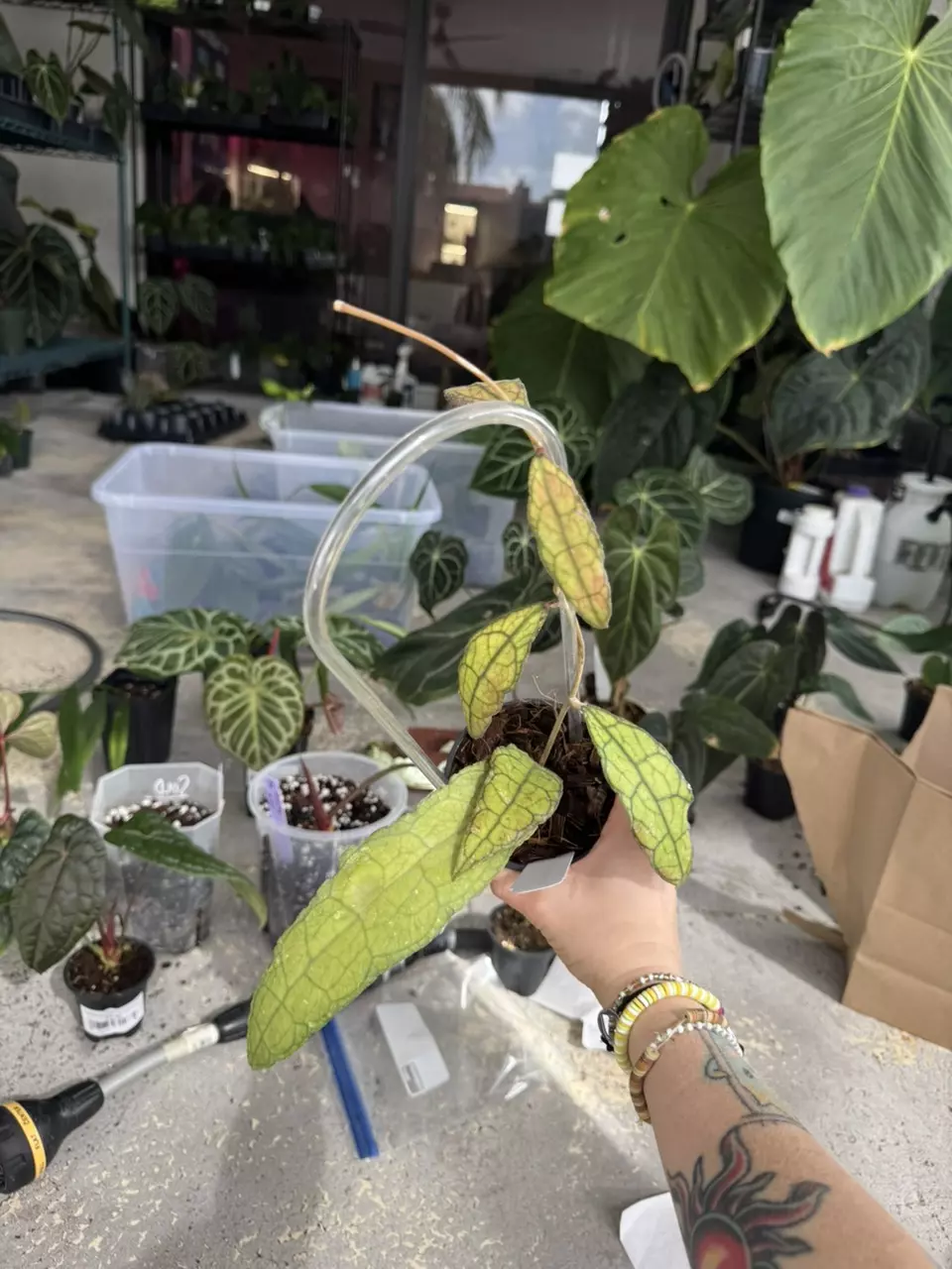 Hoya clemensiorum thumbnail