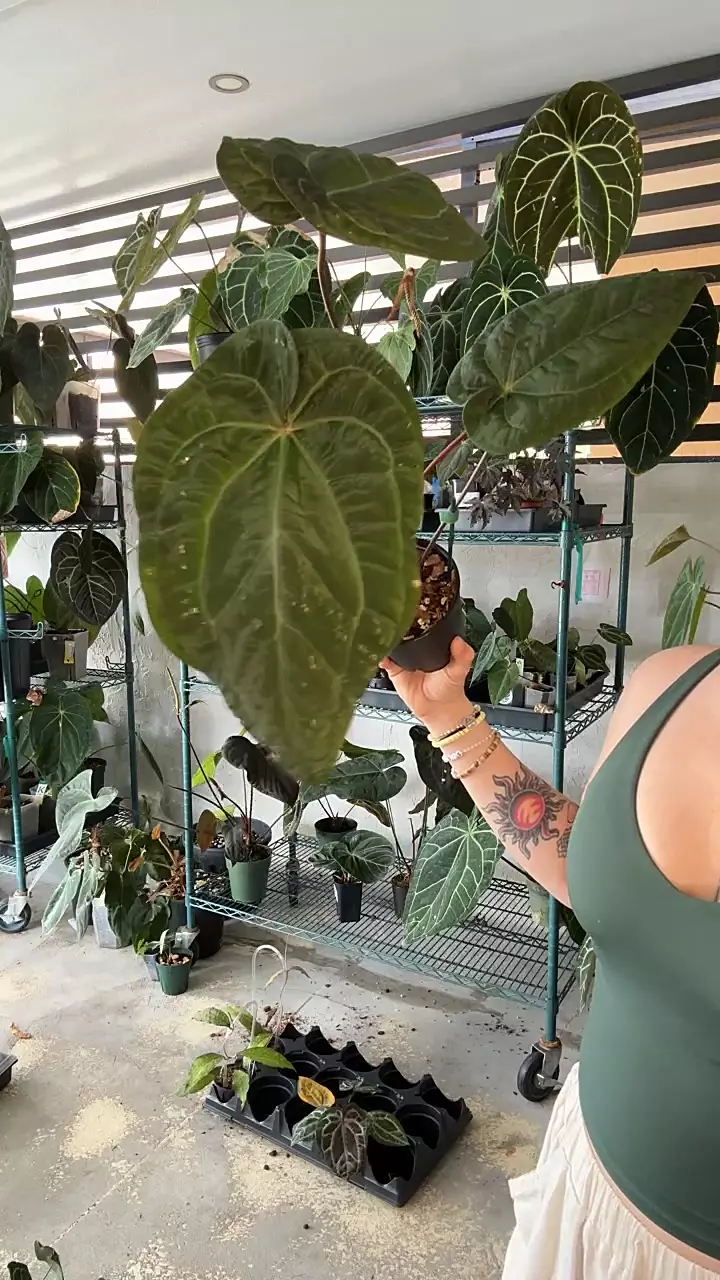 anthurium rvdp x Michelle Zara thumbnail