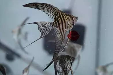 VielTail Premium Angel Large (SAME DAY AIR NEEDED) thumbnail