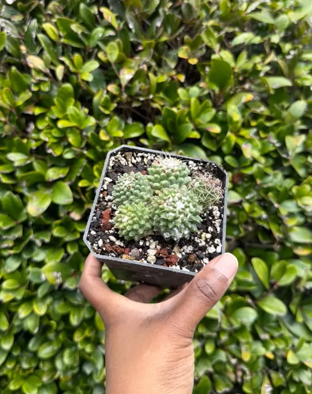 Mammillaria Polythele thumbnail