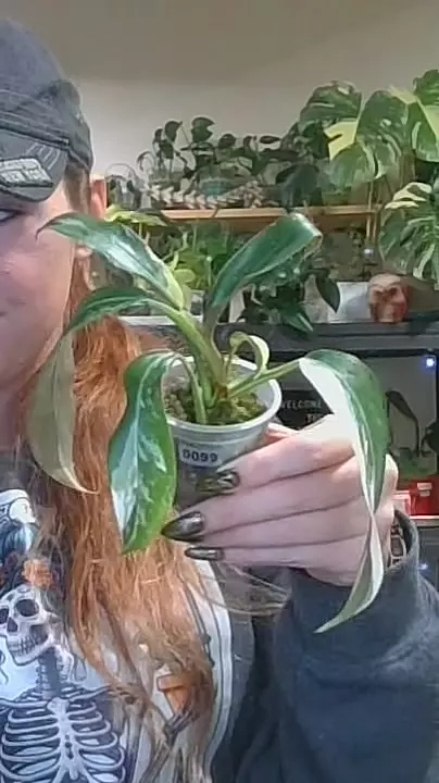 0099 philodendron wend imbe high color variegated thumbnail