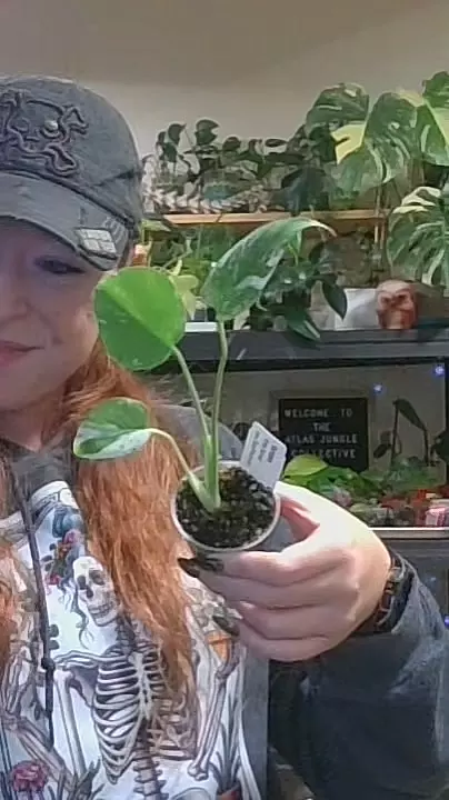 0105 monstera white monster thumbnail