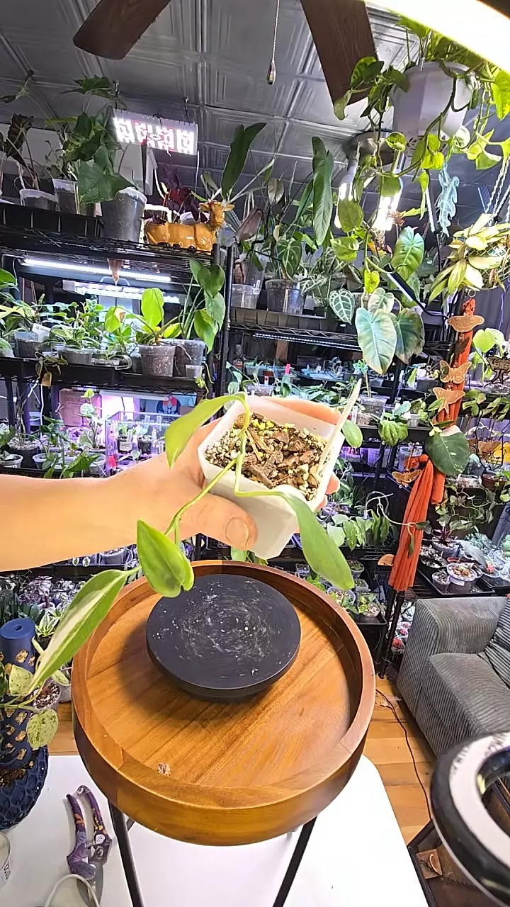 Scindapsus Blue Albo thumbnail