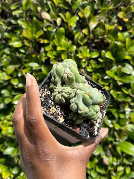 monstrous peruvian thumbnail