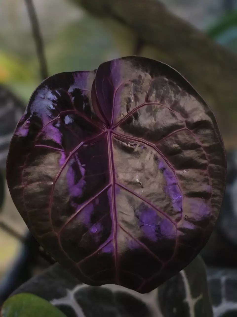 Michelle F3 X Black crystal mag/ pink wonderboy G.C thumbnail