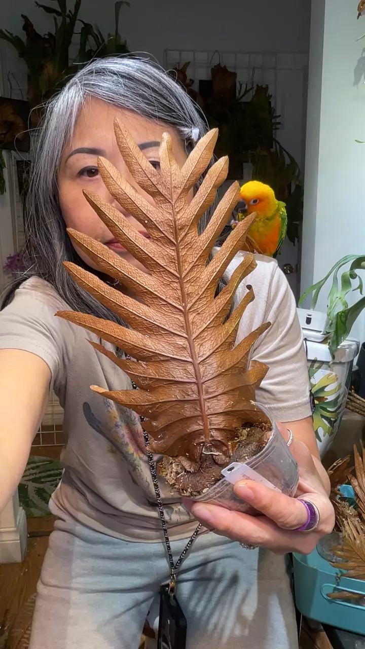 Drynaria propinqua thumbnail