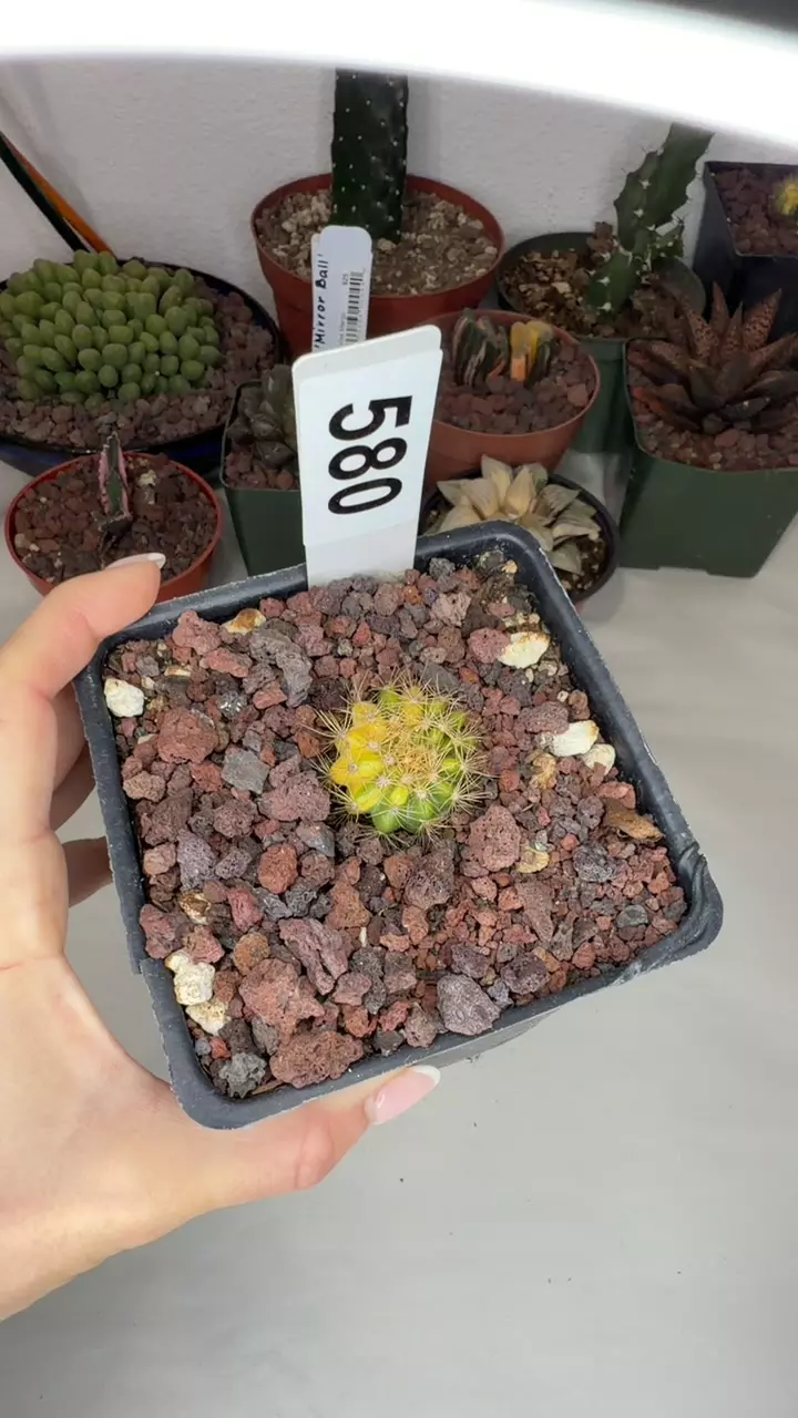 echinopsis calocholora var one pup GC thumbnail