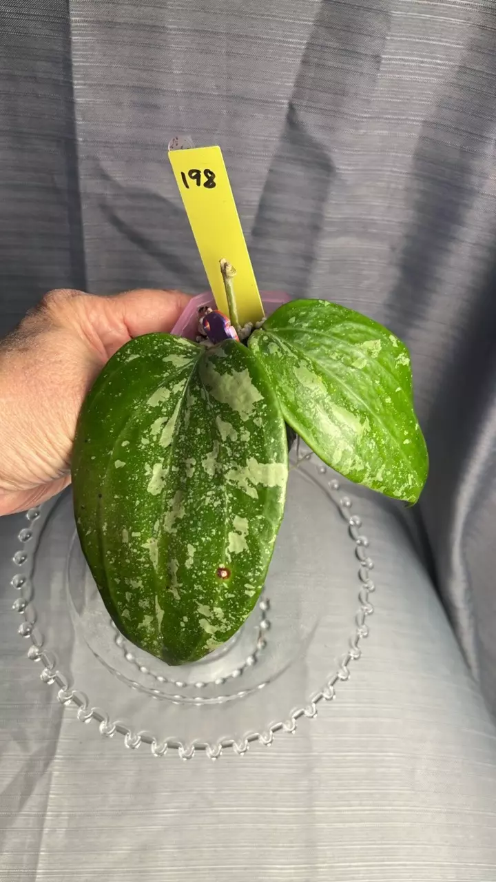 198. H latifolia ‘Snow Queen’ thumbnail