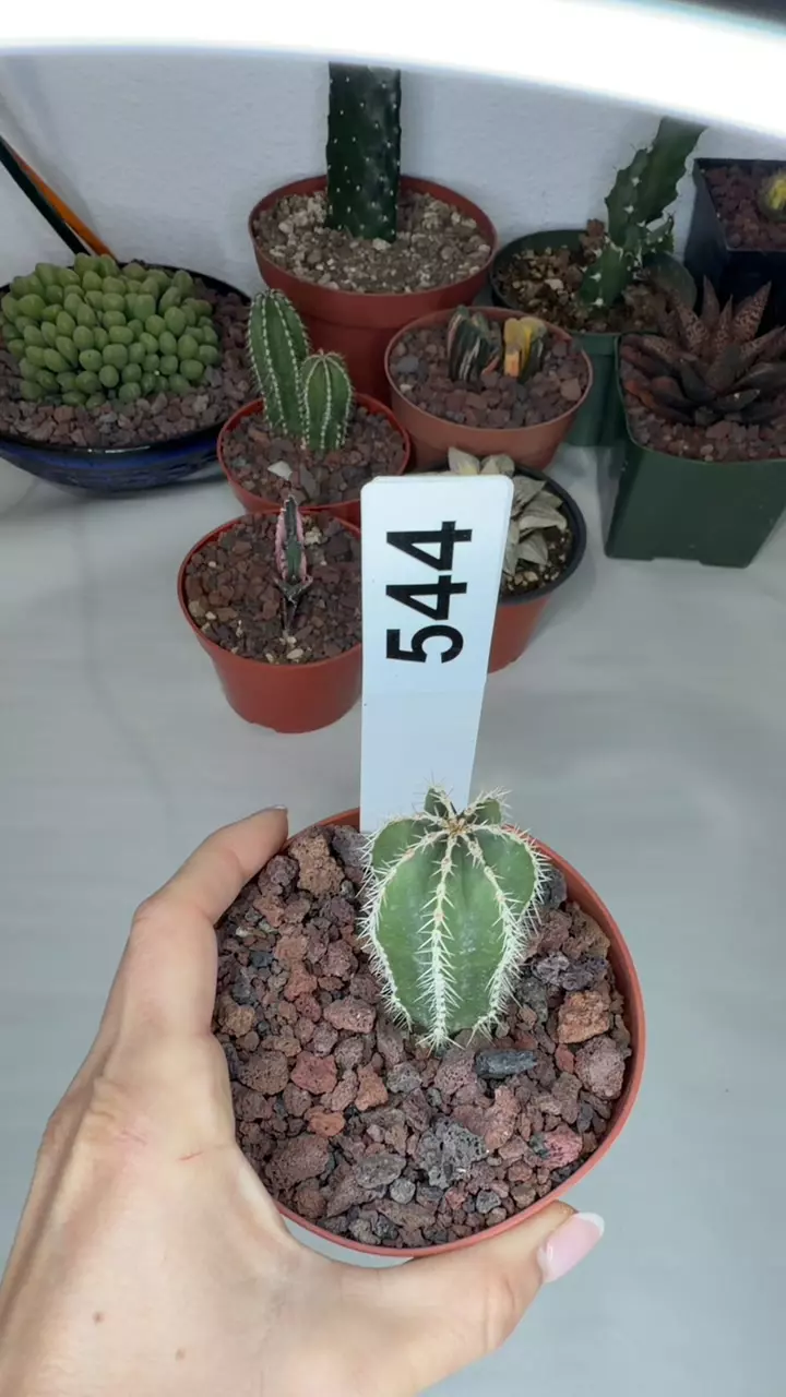 544 Mexican fence post seed grown deal of the day GC thumbnail