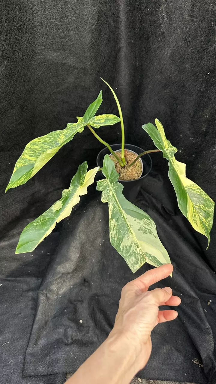 Philodendron FB x BobCee #1 thumbnail