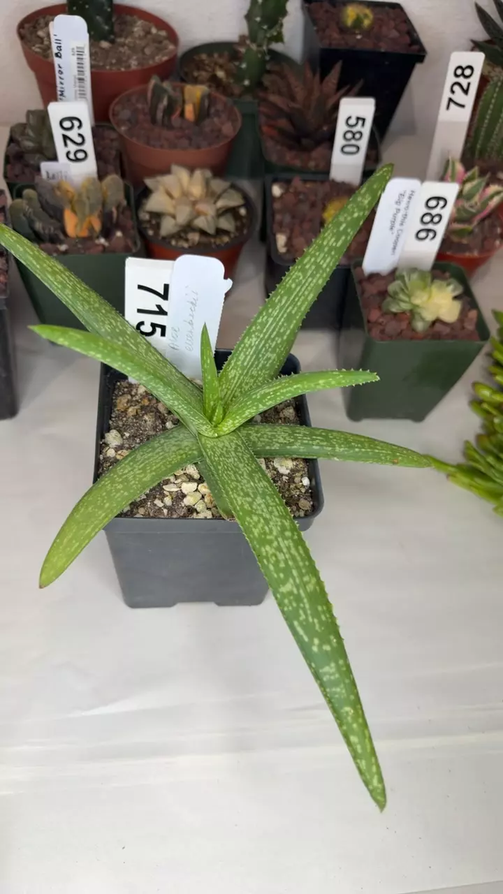 aloe ellenbeckii GC thumbnail