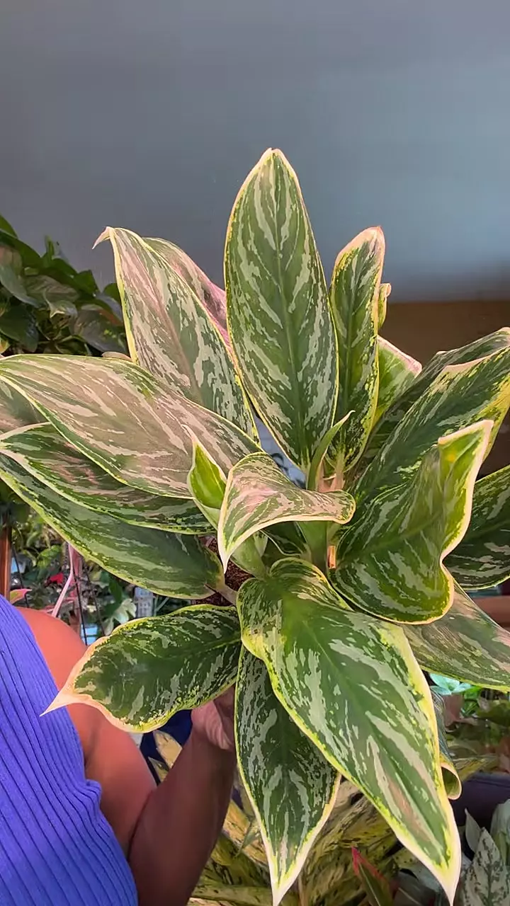 Aglaonema white edge thumbnail