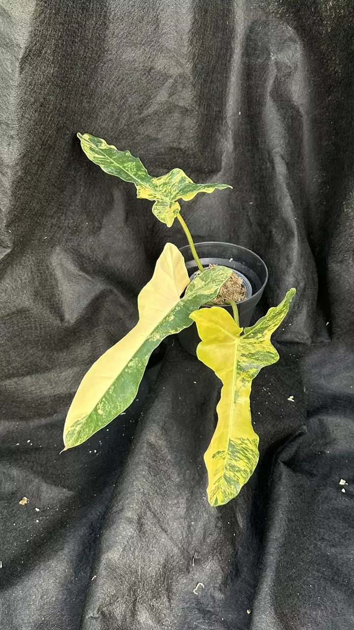 Philodendron Brown Beauty Variegated #3 thumbnail