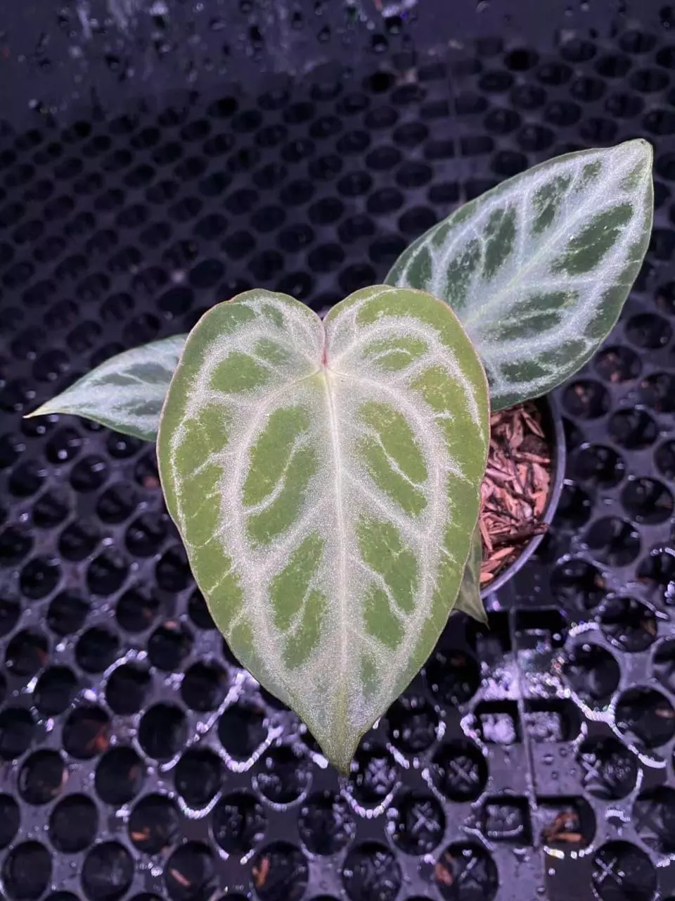 PREMIUM SILVER TIGER 🐅 PRESALE DEAL 🔥 Read below thumbnail