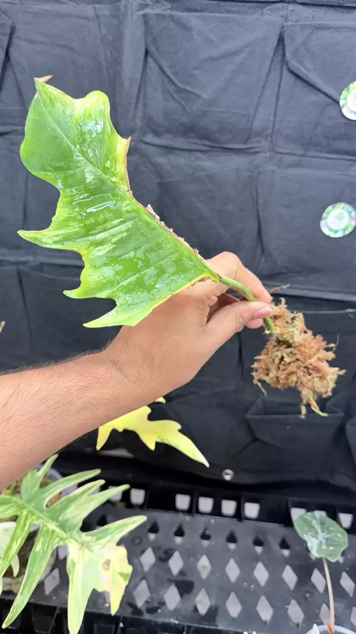 Philodendron hybrid Fb*tortum variegated butt rooted 2 gps thumbnail