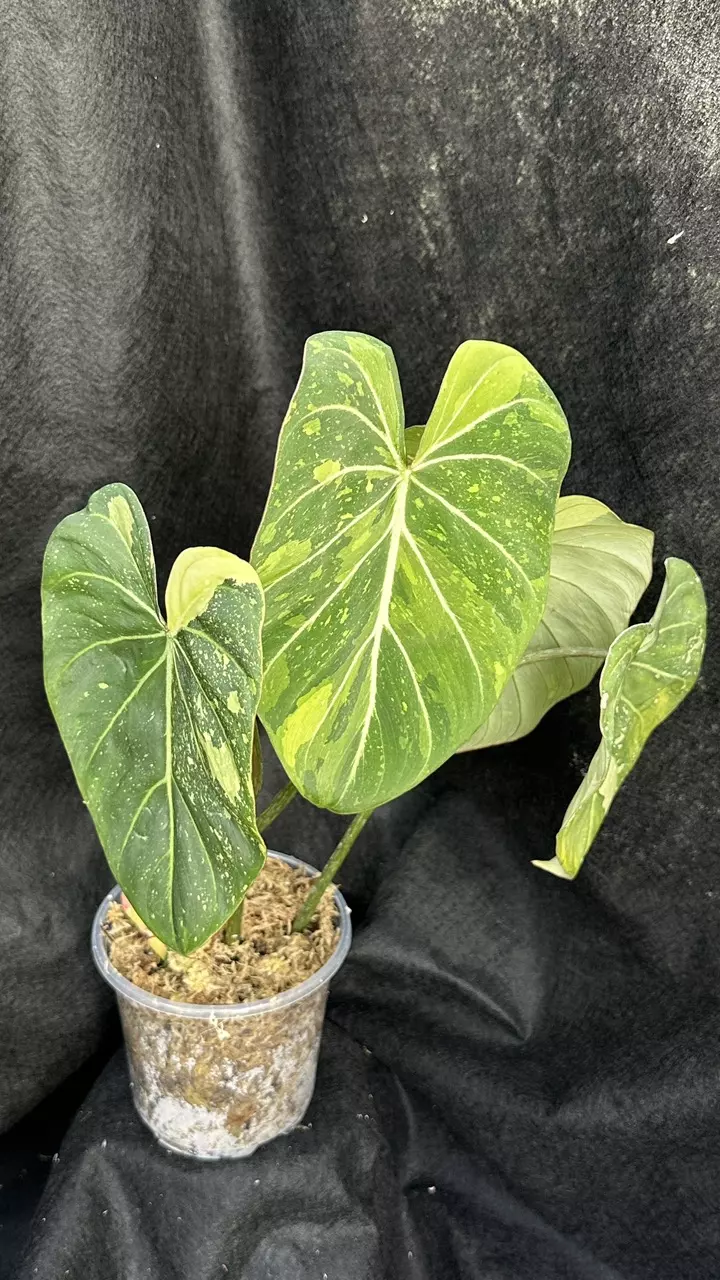 Philodendron Gloriosum Aurea thumbnail