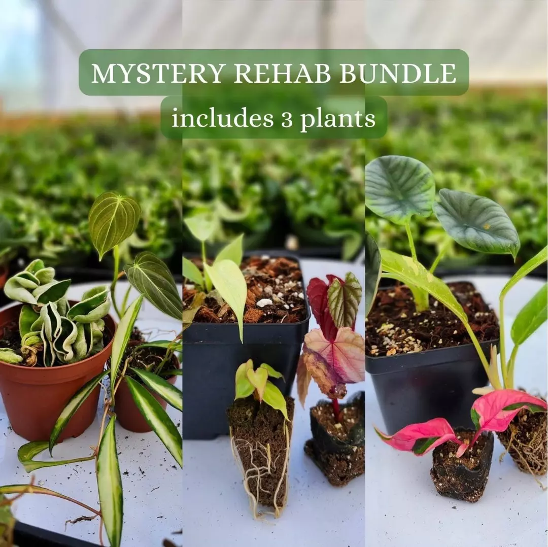 Mystery 3 Plant Rehab Bundle thumbnail