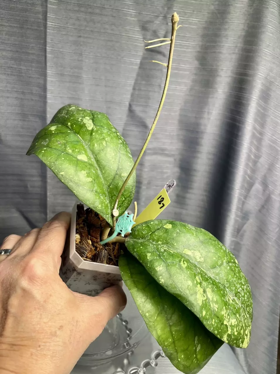 187. H AH Natta thumbnail