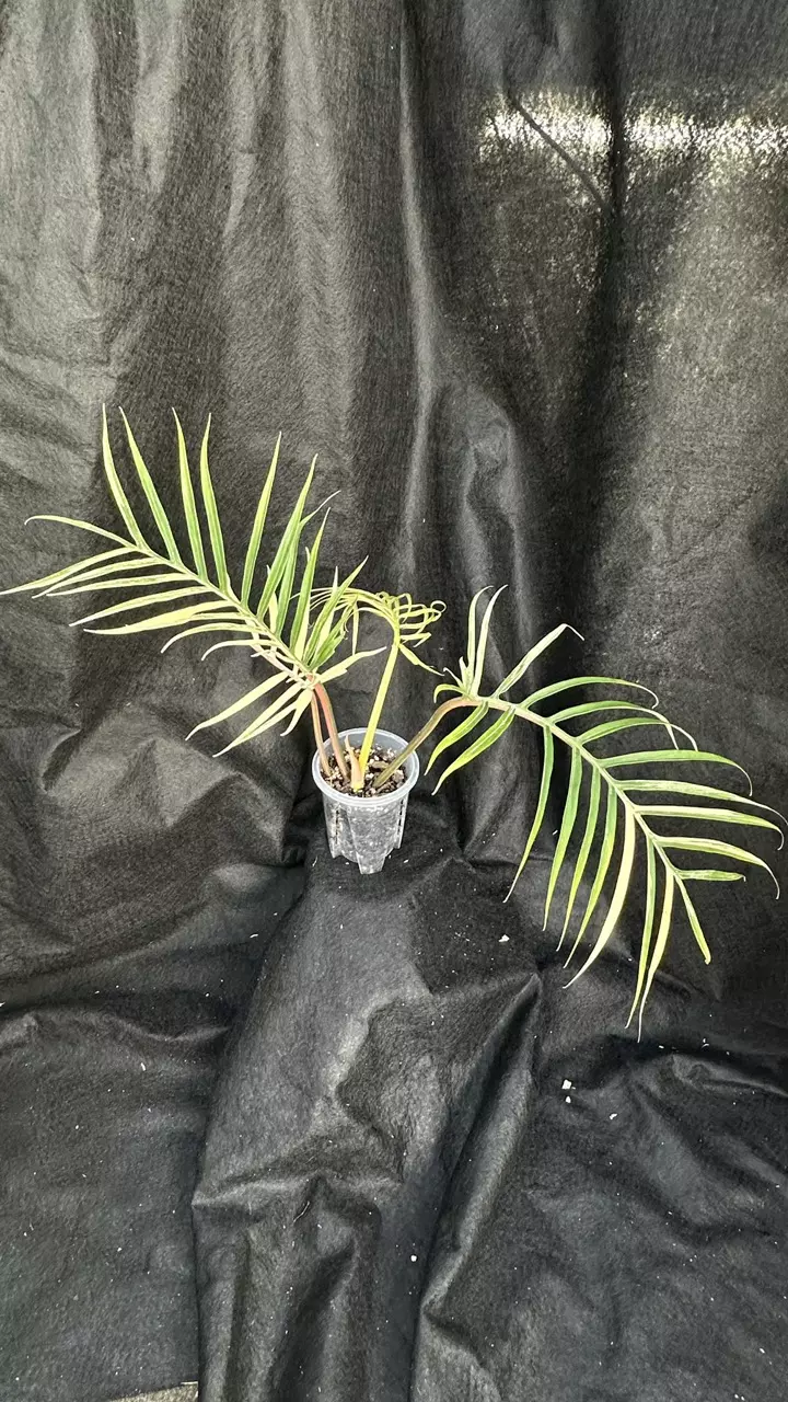 Philodendron Gigant Tortum Variegated thumbnail