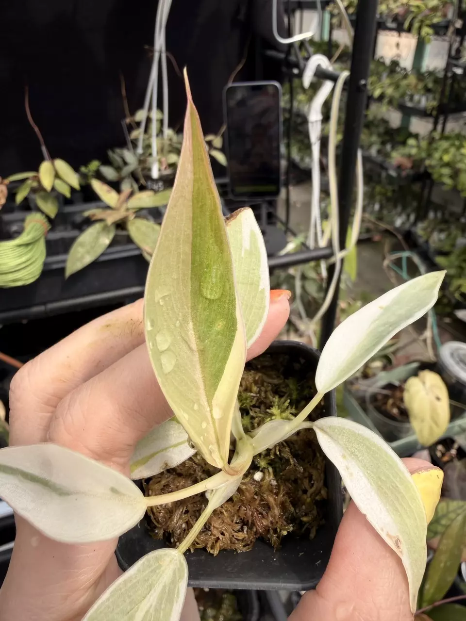 Philodendron spiritus sancti variegated albo marg thumbnail