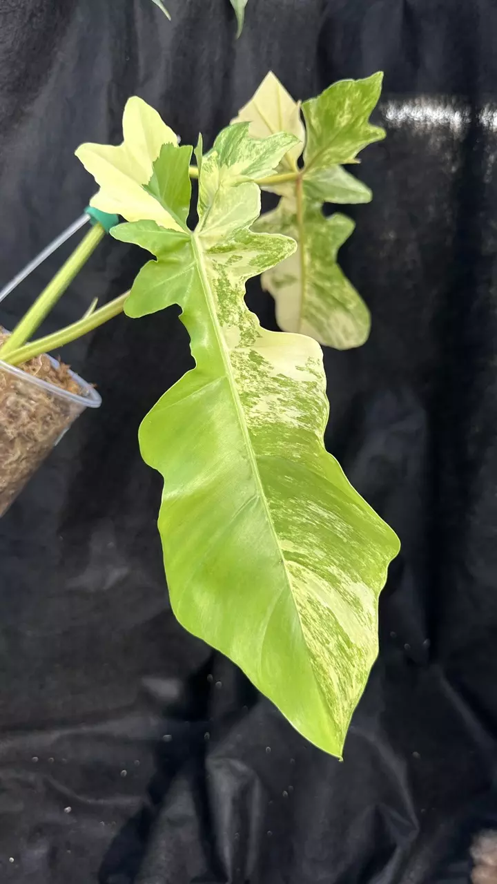 Philodendron FB x BobCee #3 thumbnail