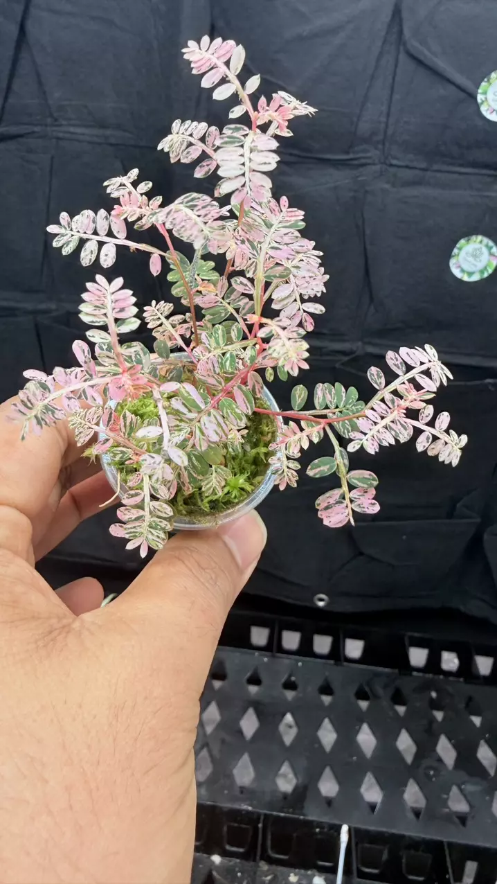 Phyllanthus urinaria pink variegated( 'Sensitive Plant')0305 thumbnail