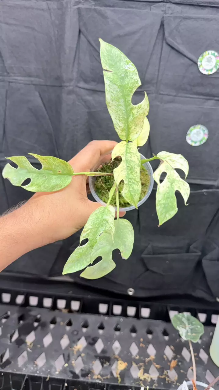 Raph tetra white monster mint narrow thumbnail