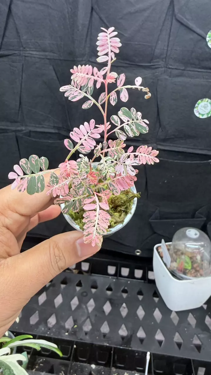 Phyllanthus urinaria pink variegated( 'Sensitive Plant')0309 thumbnail