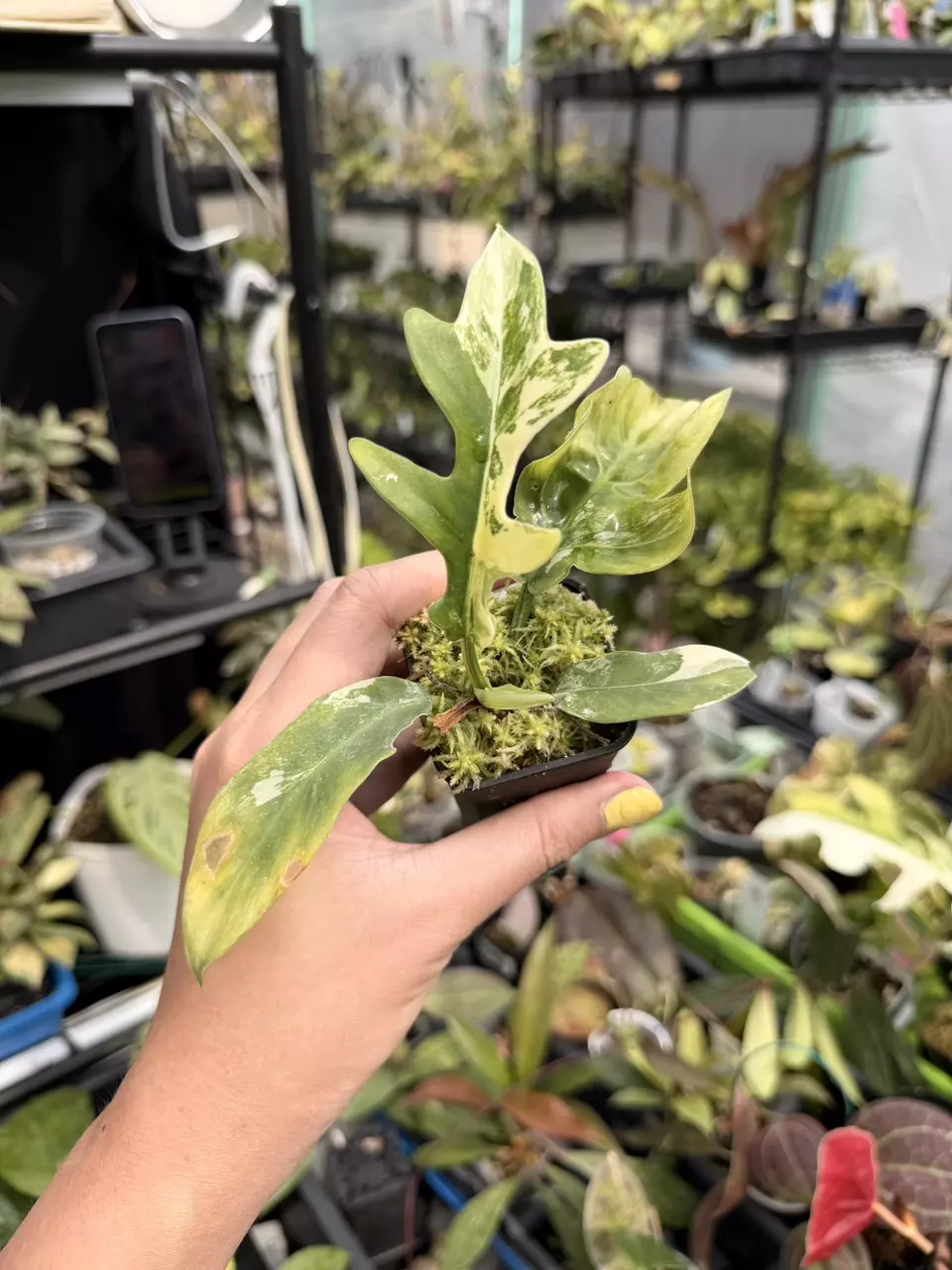 distantilobum aurea prop thumbnail