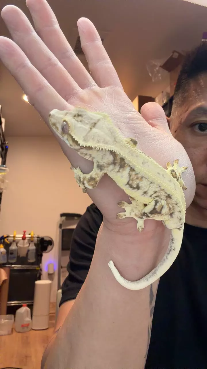 25g male Lilly 50% poss het ax // lion x ze ec thumbnail