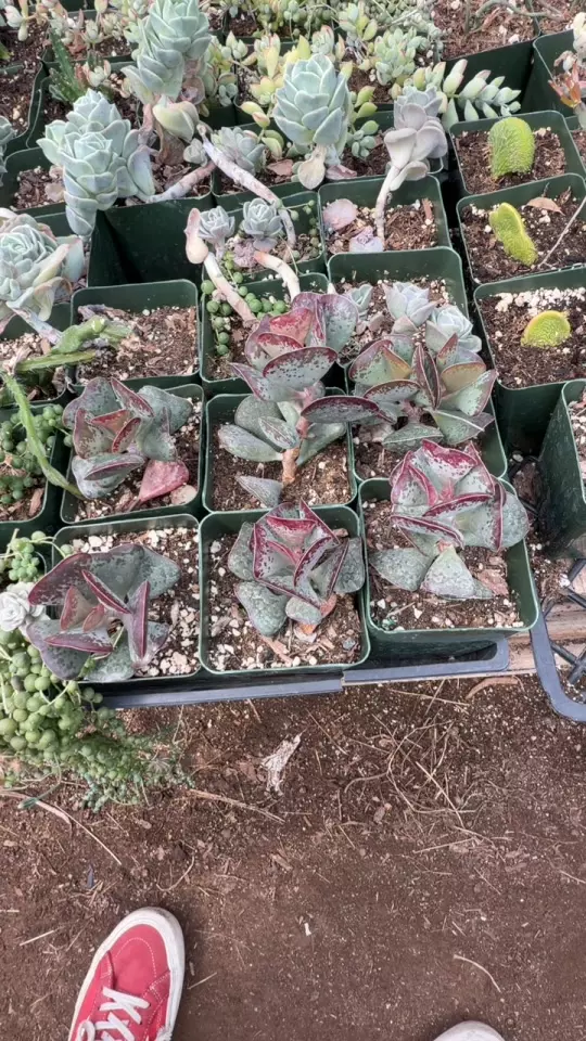 ADRIMISCUS CALICO HEARTS thumbnail