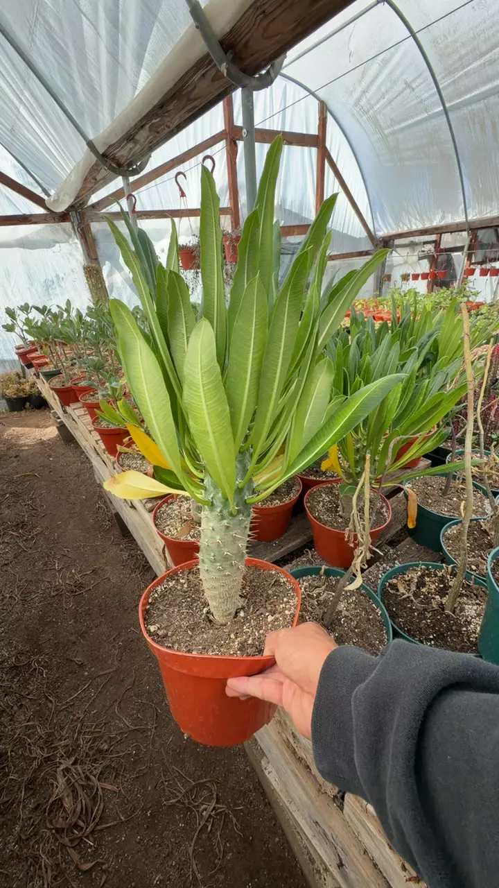 PACHY RAMOSUM GC thumbnail