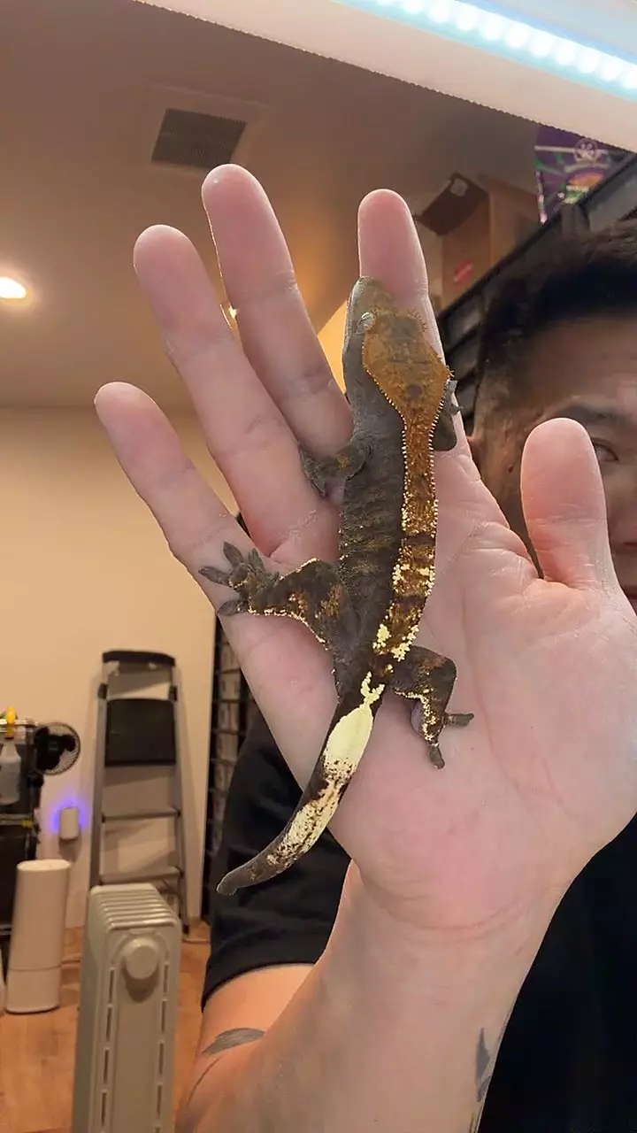 23g female Capp djinn x lelw thumbnail