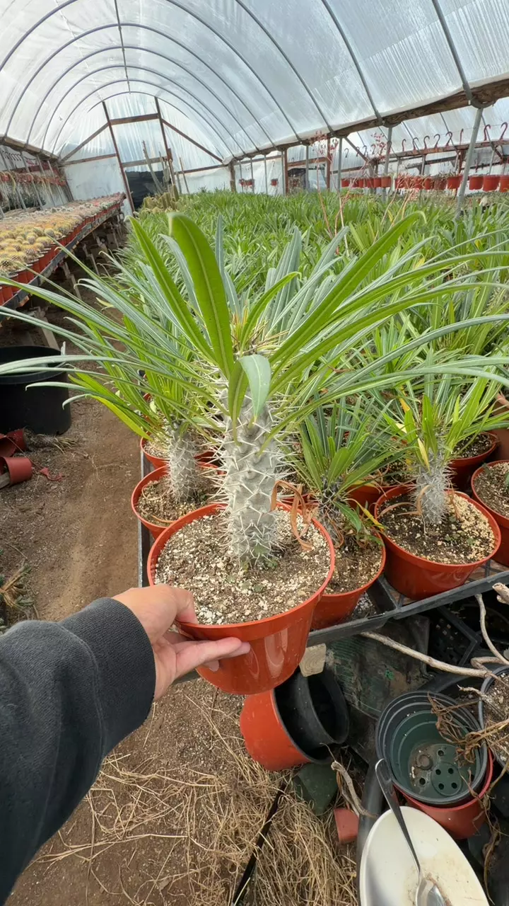 PACHY LAMERII GC thumbnail