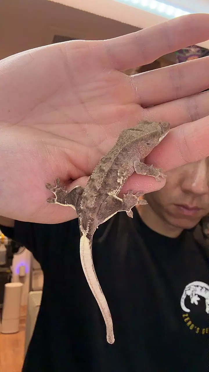 8g no pores phantom Lilly thumbnail