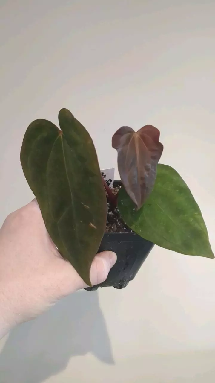 stripey x ree pap clone thumbnail