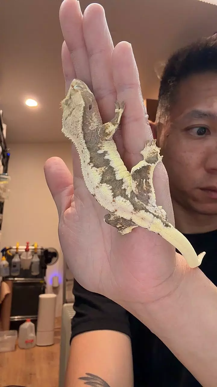 25g male Lilly char x Lilly thumbnail