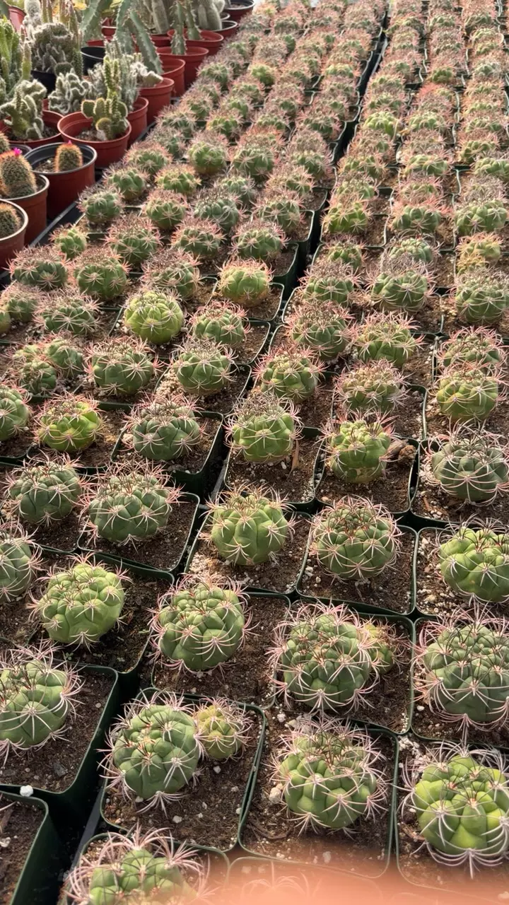 Gymno SAGILONIS GC 4 inch pots thumbnail