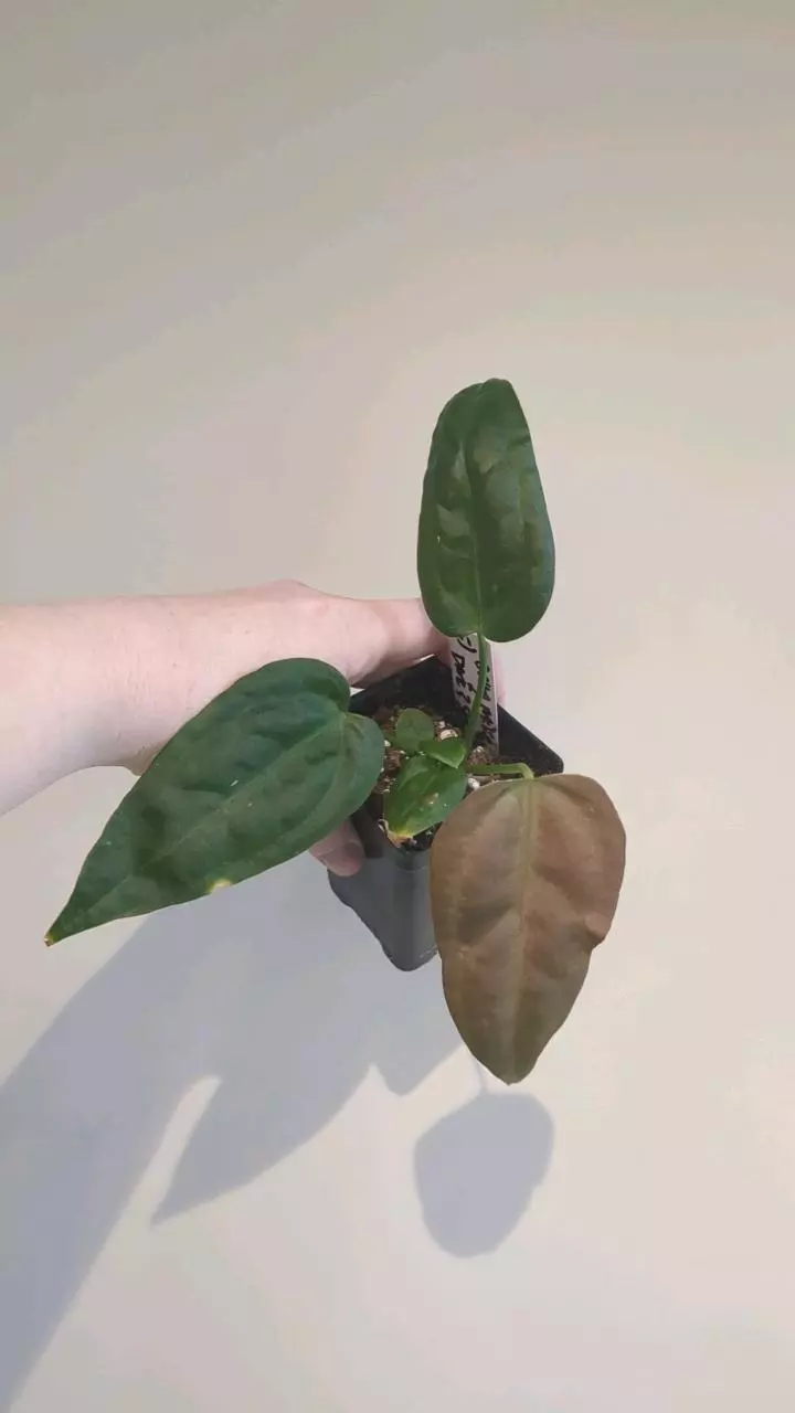 Delta Mike x dark & Stormy clone thumbnail