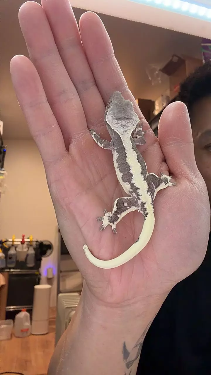 9g no pores axlw gray x het g2 thumbnail