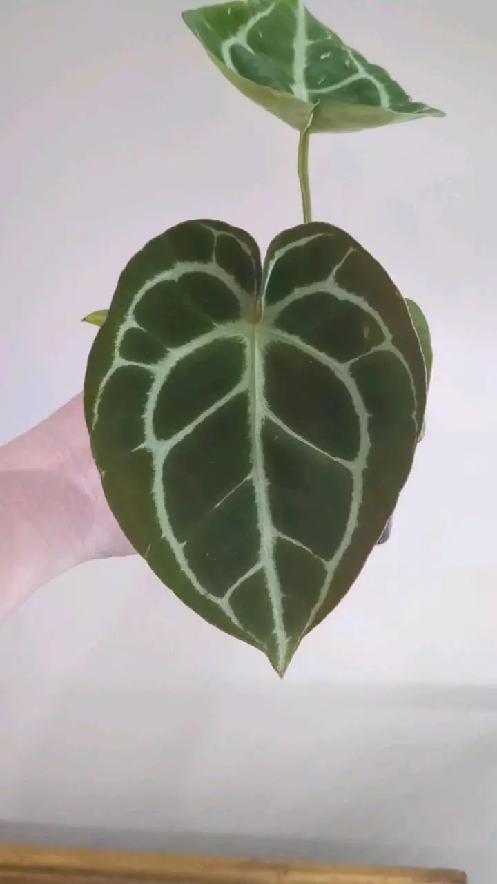 Indo Crystal Queen clone thumbnail